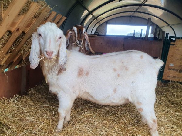 Buy Nubian Goats Online