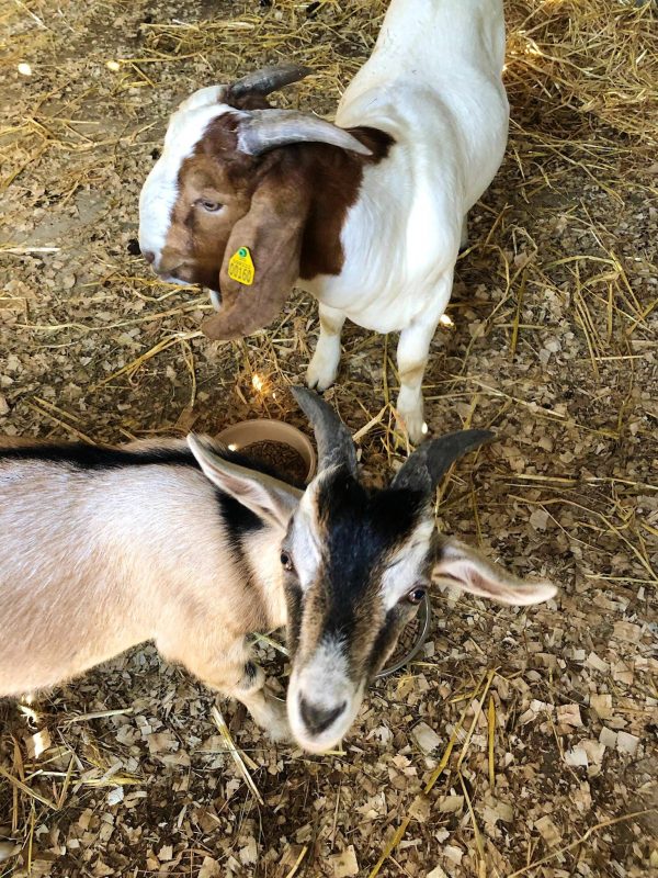 Toggenburg Goats for sale